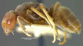 Media type: image;   Entomology 21686 Aspect: habitus lateral view